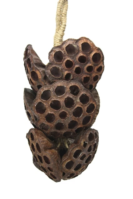 Colgante Decorativo Cuerda De Exótico Seca Grande Lotus Cabezas, 38cm Largo 2
