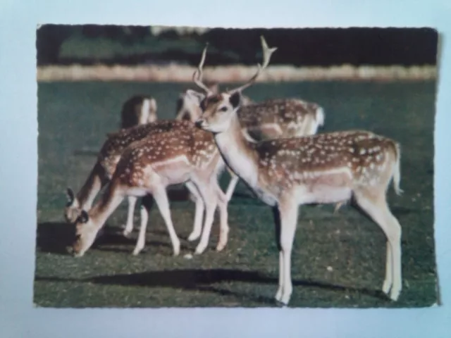 Cpm Les biches du parc de la tête d'or 69