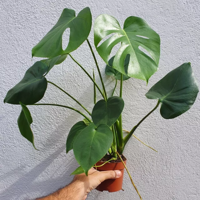 Monstera Deliciosa Pot 11 Cm