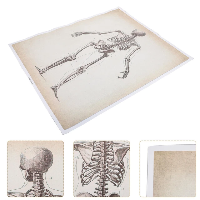 ANATOMY POSTER CHEMICAL Fiber Canvas Anatomical Lymphatic System