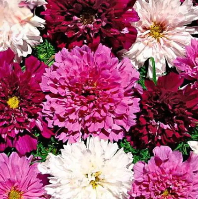 50PCS Seeds Cosmos Coreopsis Double Petals Dark Red White Pink Hybrid Mix Flower