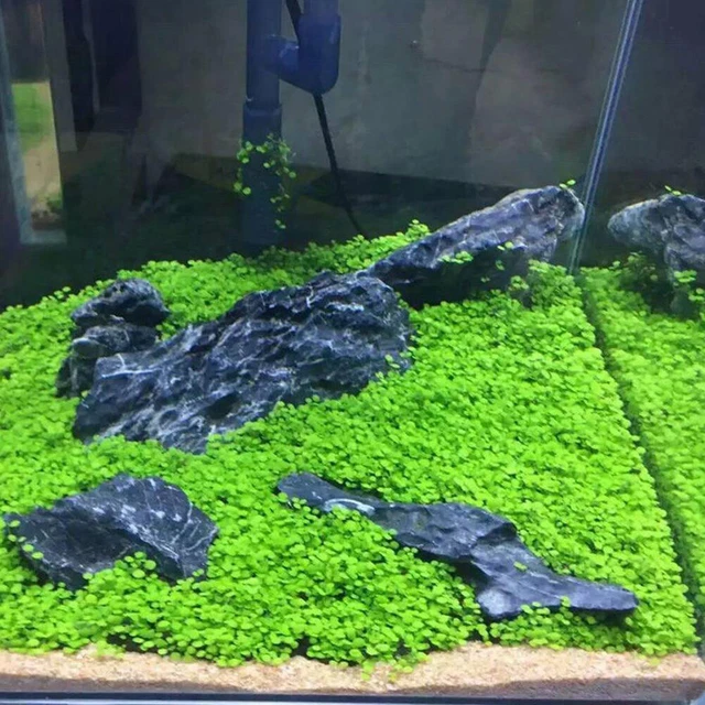 Aquarium Plant Seeds Fish Tank Aquatic Water Grass Foreground Easy Plants 5g &