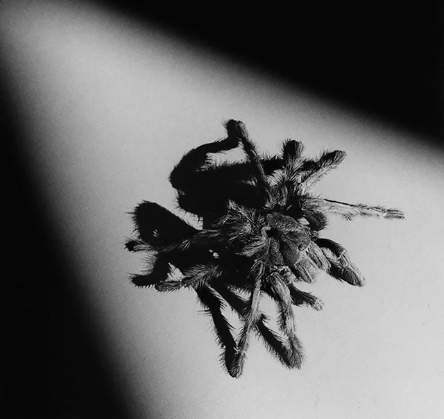 Robert Mapplethorpe Tarantula Photo limited Edition.48*48cm  1988/2005 Original