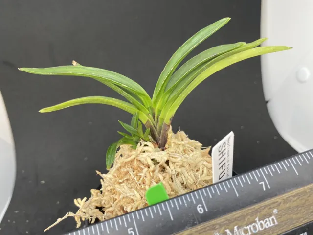 (BIN)Neofinetia falcata(japaneseorchids)AMAMI-SHIMA/SUMI/SHIFU 詩風