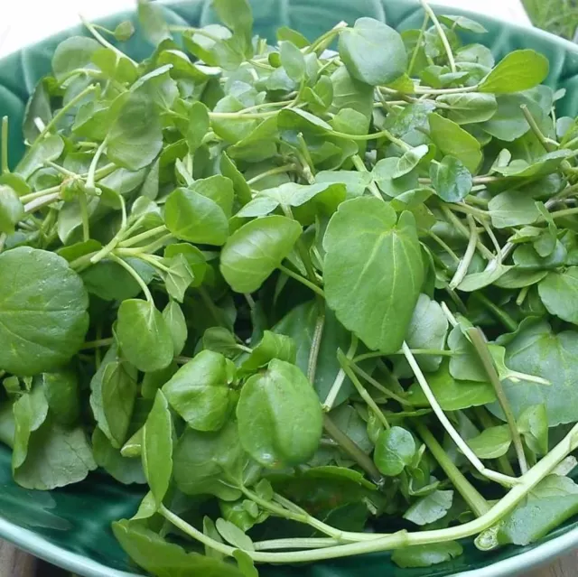 CRESS Aqua Large Leaved  150 seeds vegetable garden PERENNIAL salad WATER CRESS