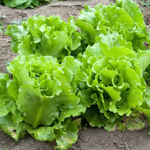 Black Seeded Simpson Lettuce Seeds | Non-GMO | Free Shipping | 1106