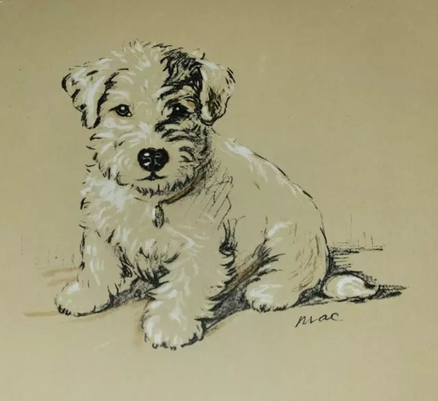 Sealyham Terrier Dog by Lucy Mac Dawson 1937 Art Print