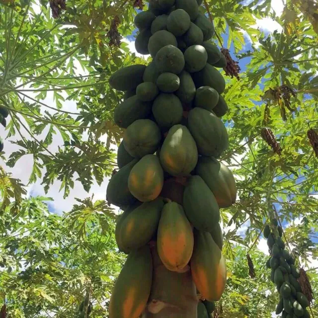 PAPAYA FORMOSA DE BRASIL Mamón Lechosa - Carica papaya 5+ Semillas Seeds Gx 054