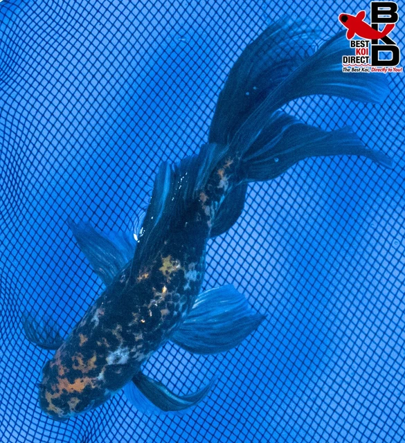 8" CALICO FANTAIL GOLDFISH Live Koi Fish Garden Pond Fin BKD G1 2