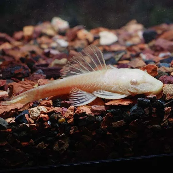 Albino Bushy Nose Plecostomus (Ancistrus sp.)- Live Freshwater Fish Pleco