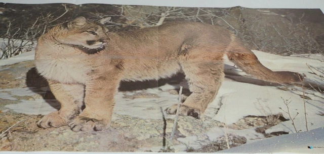COUGAR Poster 1978 Scholastic Magazine 22" x 34" Ernest Wilkinson PG1954