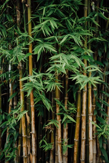 10x Giant Thorny Bamboo Pot Plant Seeds - Bambusa Arundinacea. From UK Seller,