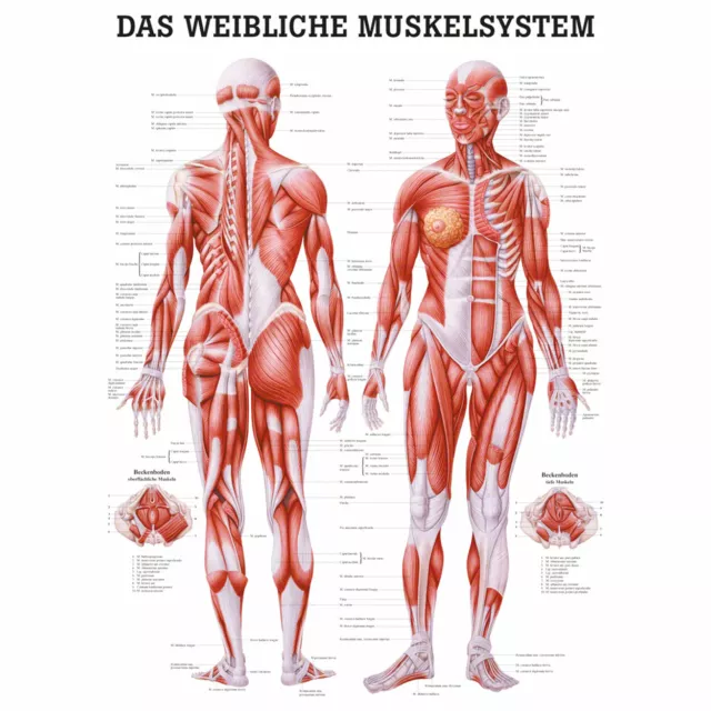 Weibliches Muskelsystem Lehrtafel Anatomie 100x70 cm medizinische Lehrmittel