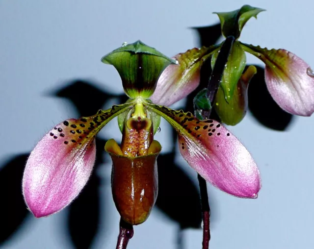 Paphiopedilum Species Select NEW Orchidee Orchideen