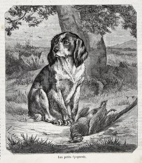 Dog Brittany Spaniel Named Bob, Pheasant 1860s Engraving Antique Print & Article