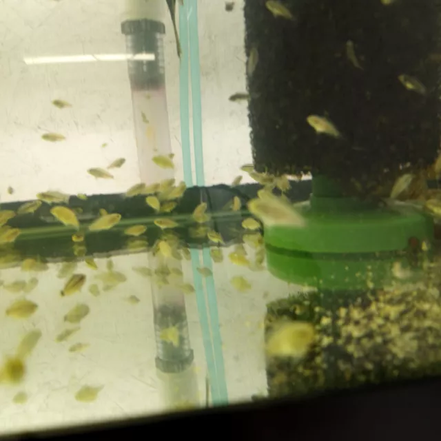 apistogramma Blue Steel