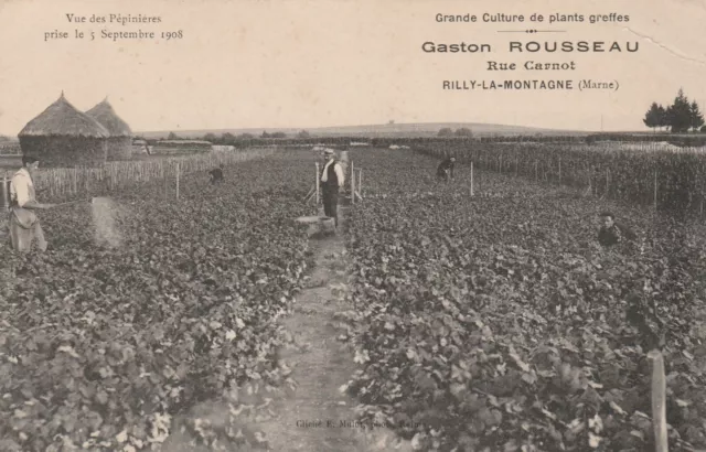 CPA 51 Vue des Pépinières en 1908 Gaston ROUSSEAU rue Carnot RILLY la MONTAGNE