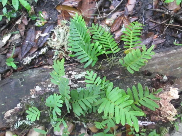 Resurrection ferns- cheapest price for t he most ferns- 2 orders each 9"by 12" 3