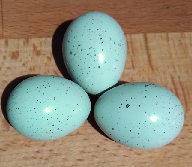 12 CINNAMON CELADON Coturnix Quail (Blue) Hatching eggs. £15.00
