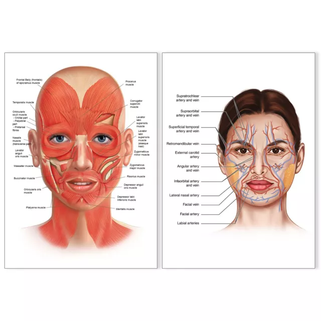 FACE Human ANATOMY Muscle VEINS Detailed Chart Educational poster print SET OF 2