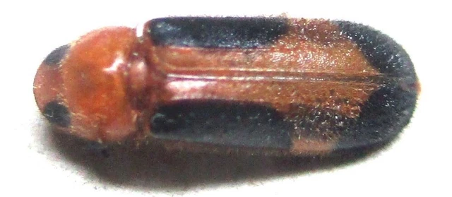 M012 PA : Cleridae species? 9mm**********************************************