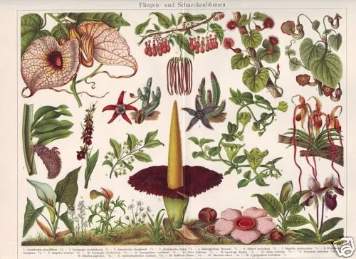 Aasfliegenblumen Aaronstab Pfeifenwinde LITHOGRAPHIE um 1900 Pfaffenhütchen