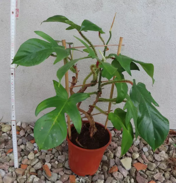 Philodendron squamiferum zum zerschneiden