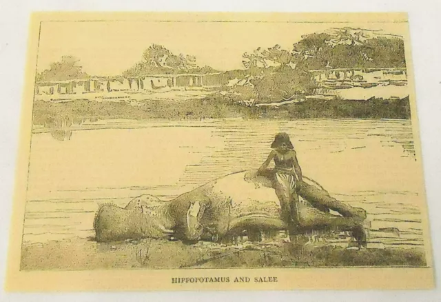 1884 small magazine engraving ~ HIPPOPOTAMUS AND SALEE ~ Sudan