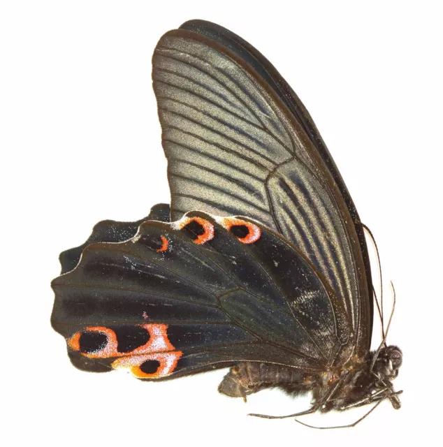 LEPIDOPTERA, PAPILIONIDAE, PAPILIO PROTENOR from CHINA