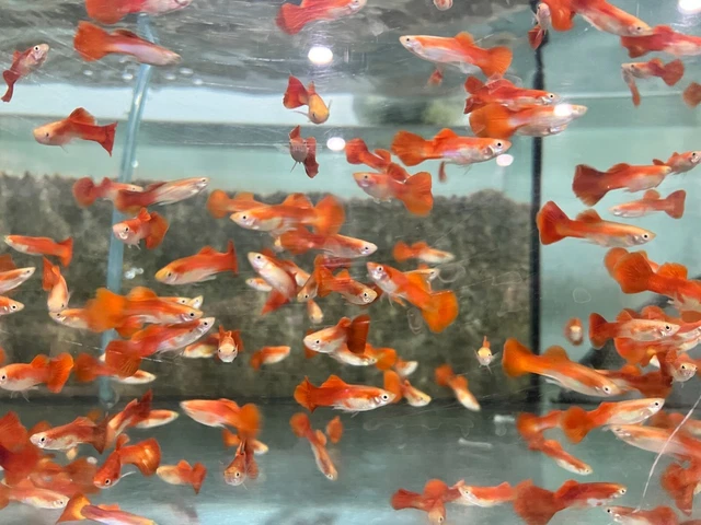 Exquisite Male Full Red Guppies - Vibrant Live Fish for Sale - USA SELLER