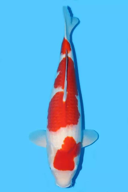 Japanese Koi Carp - Hq Kohaku 57Cm - Collection Only - Exclusively Koi