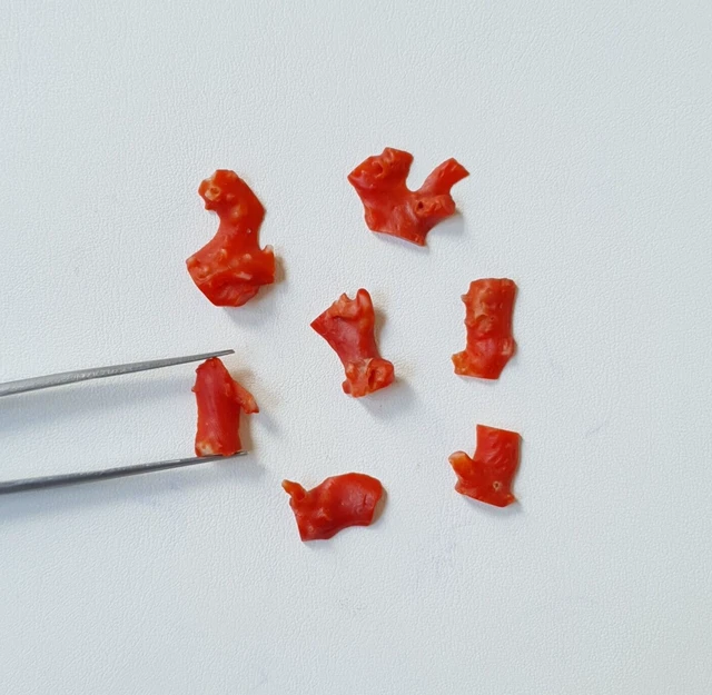 Pietra preziosa grezza piatta di corallo rosso giapponese non lucidato del...