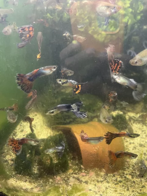 10 Assorted Fancy Guppies  Freshwater Aquarium Live Fish