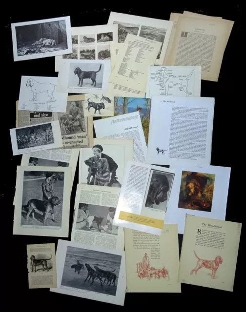 BLOODHOUND DOG Cuttings Pages / Breed History Research Named Dogs Articles Etc