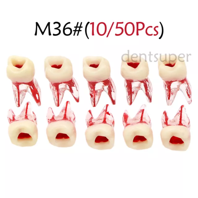 Dental Molar Endo Root Canal Study Model RCT Practice Block Pulp Cavity 8008M36#