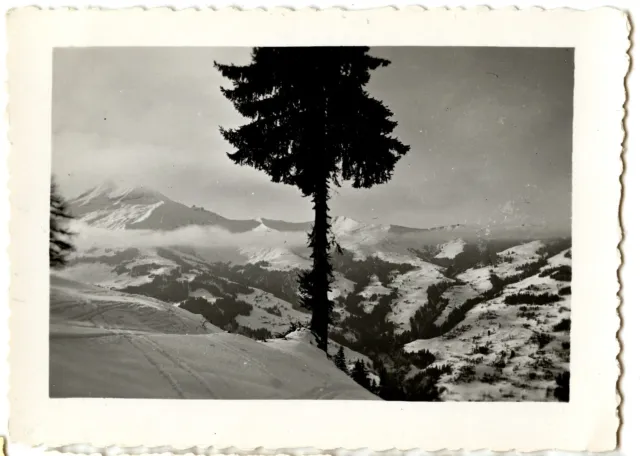Paysage de montagne neige arbre sapin - photo ancienne an. 1930 40