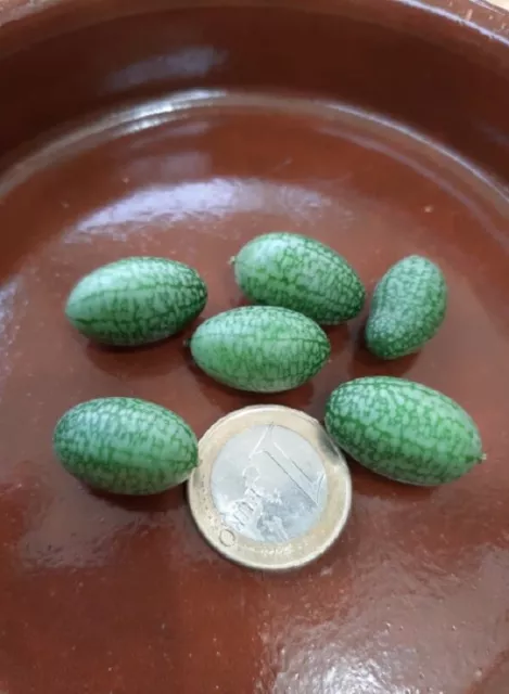 Cucamelon - Watermelon Mouse - 30 Seeds - (Melothria Scabra) Watermelon