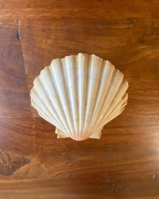 25PCS Sea Shells for Crafts Decoration Crafting 2''-3'' White Scallop  Shells NEW