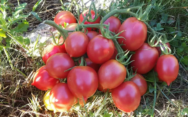 10 graines de tomate rare Dе Barao Tsarskiy productive et délicieuse seeds m.bio