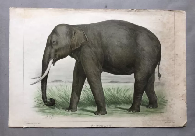 Eléphant, Lithographie Ancienne d'Après Olivier Charles De Penne, Début XXe