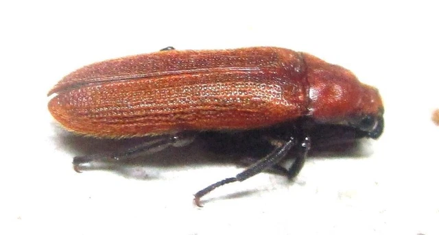 M002 PA : Callirhipidae: Simianus species? 9mm***********************