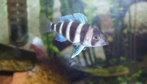2 Frontosa Cichlid Live Fish 1 Inch