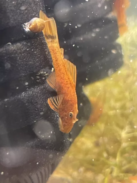 (VIDEO)   3 Super Red Bristlenose Pleco 1''-  $7 each