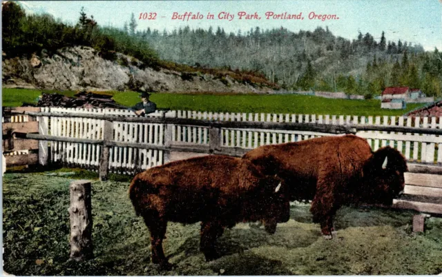 PORTLAND OREGON 1910s BUFFALO IN CITY PARK TINTED ANTIQUE POSTCARD      D8