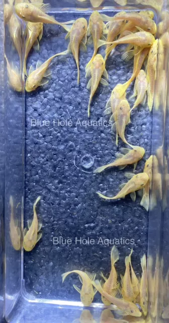 3 Pack L144 Blue Eye Lemon Bristlenose Pleco 1.5-1.75” LF GENE
