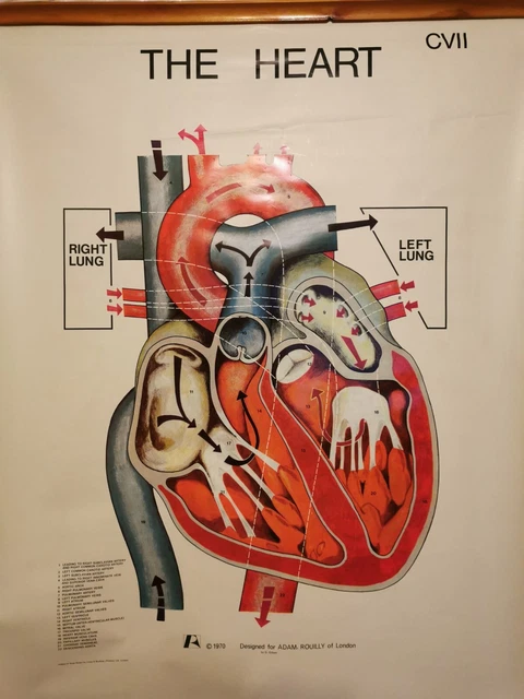 VINTAGE ADAM ROUILLY Educational Medical Poster Chart The Heart CV11 ...
