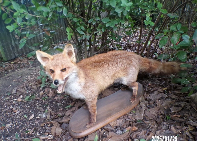 Taxidermie de renard Banque de photographies et d'images à haute