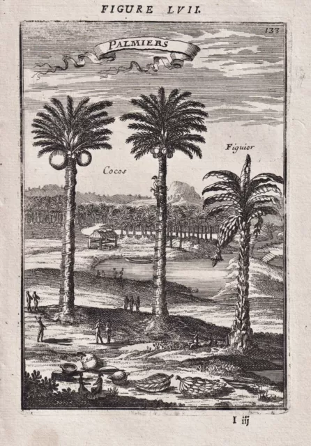 Palmen palm trees Coconut tree Kokos Mallet  Kupferstich engraving 1685