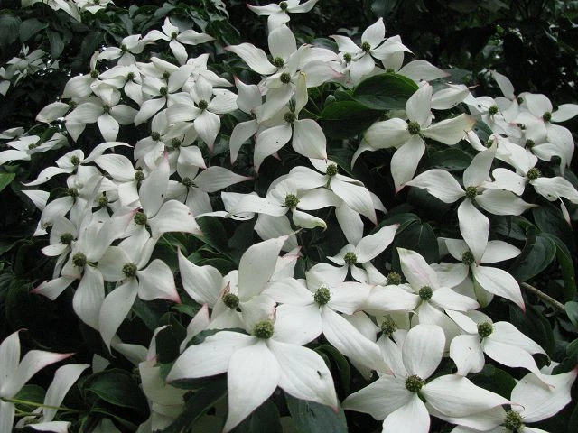 Blumenhartriegel Cornus kousa Frühlingsblüher 40-60cm