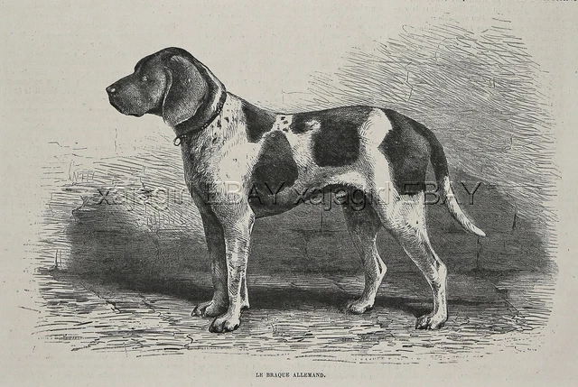 Dog German Shorthaired Pointer Hunting (Breed Named) 1880s Antique Print 1